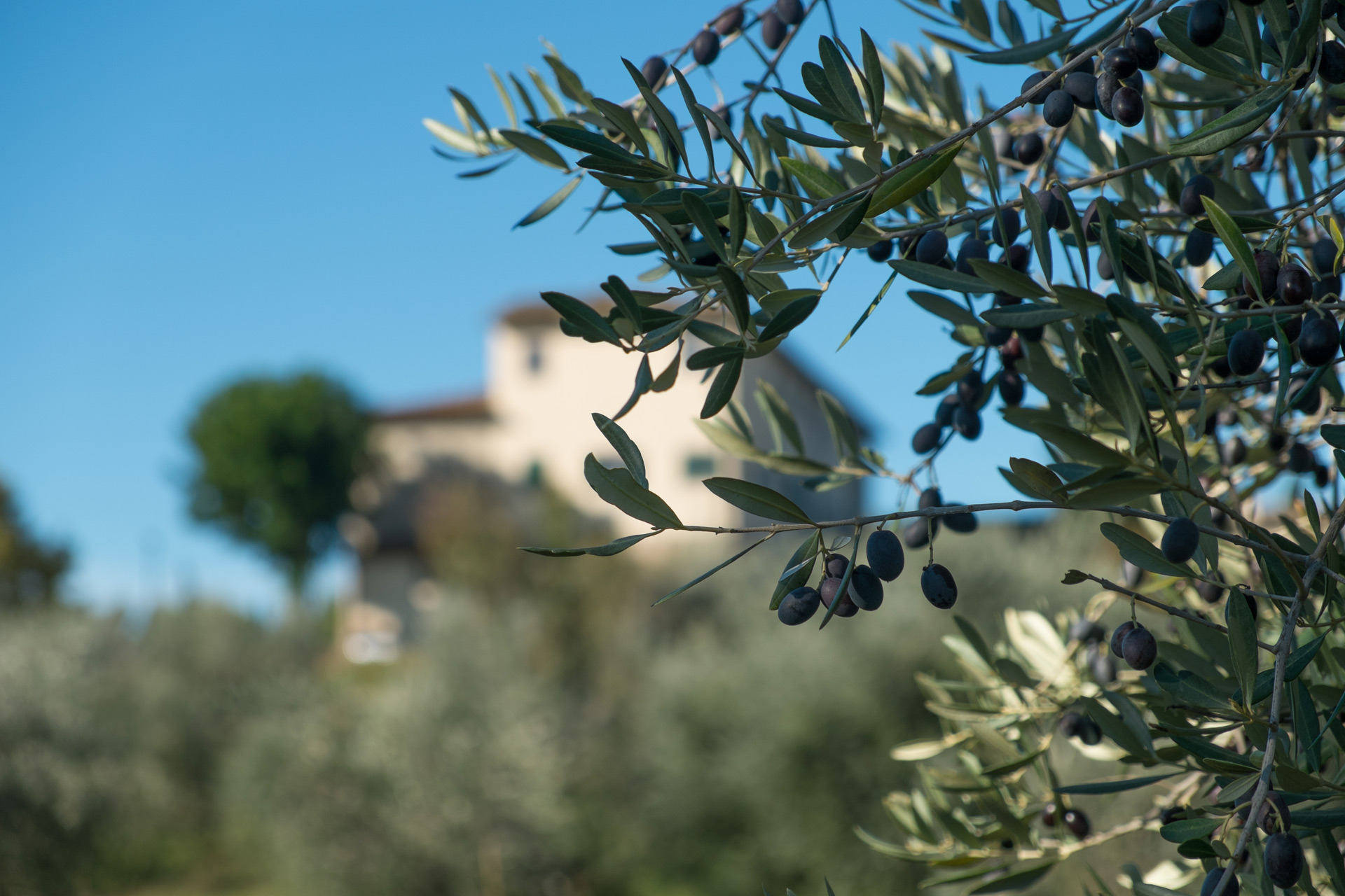 Orsumella Olio Chianti classico DOP