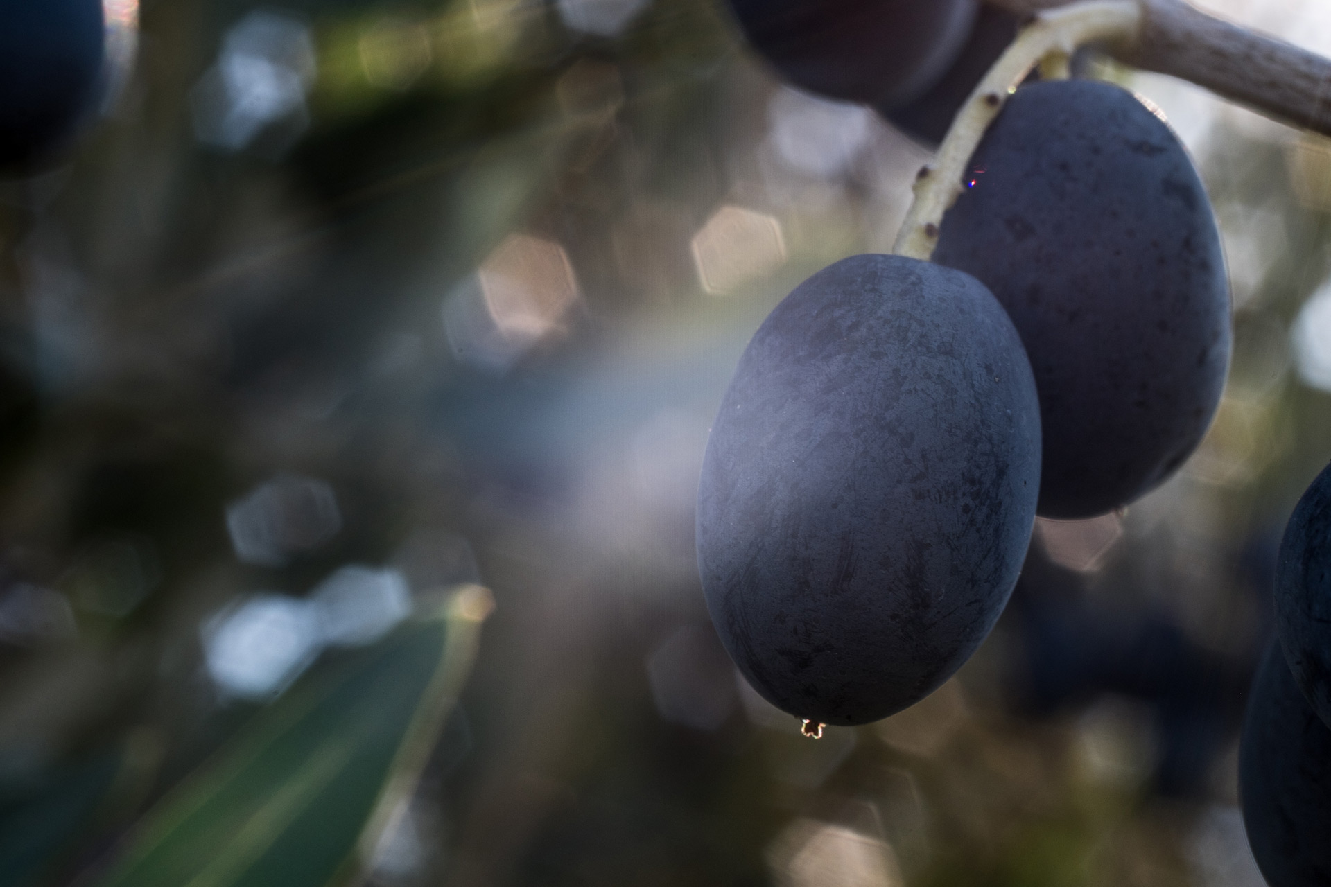 Orsumella Olio Chianti classico DOP