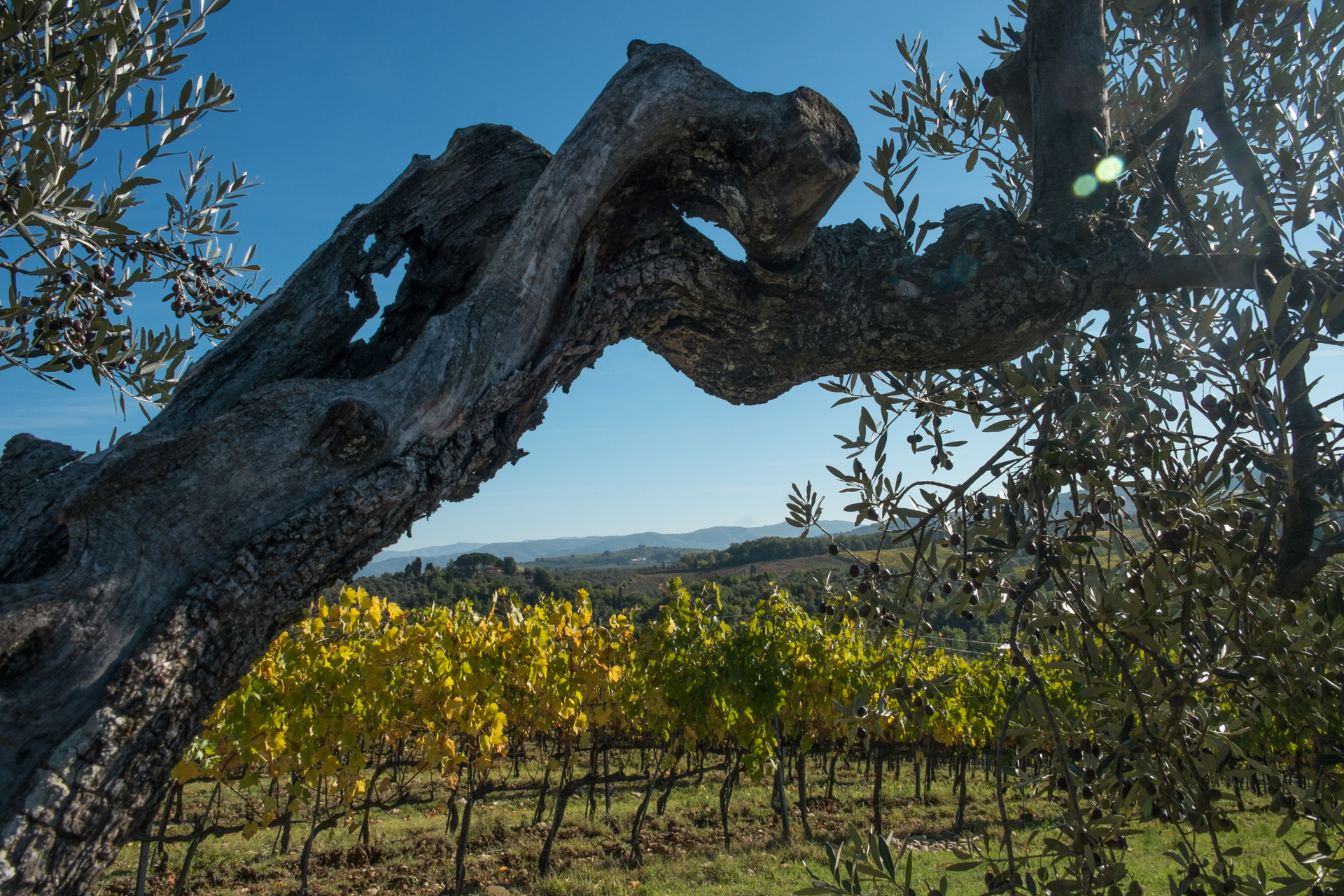 Orsumella Olio Chianti classico DOP