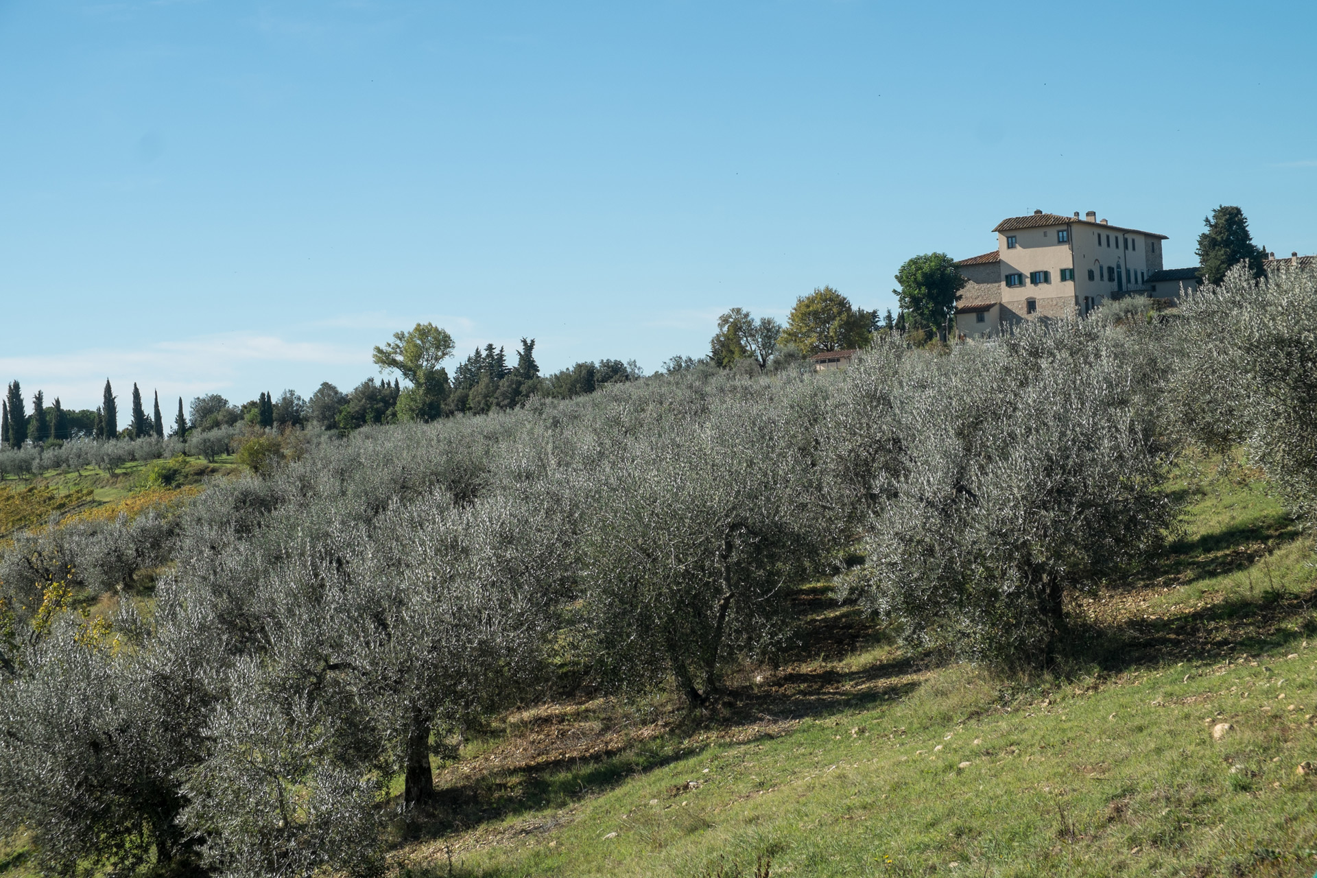 Orsumella Olio Chianti classico DOP