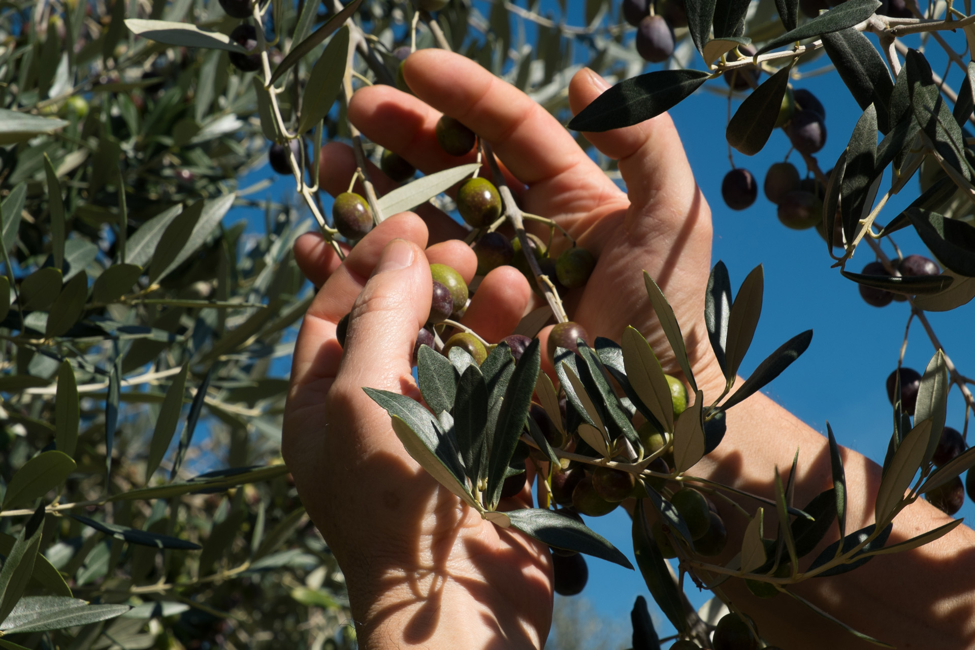 Orsumella Olio Chianti classico DOP